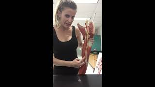 Blood Vessels Lab Part 2: Vessels of the Arm