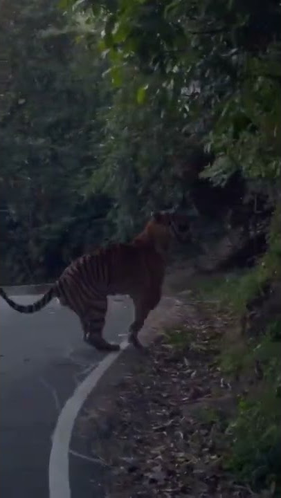 Viral harimau melintas jalan di jalan karak lama Pahang..ini laa akibat hutan dah habis...