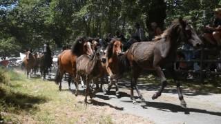 Rapa das Bestas Sabucedo 2016 (A Baixa)