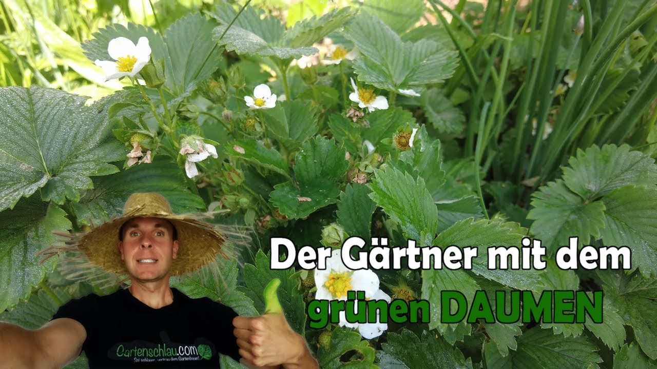 Viele Erdbeeren ohne viel Arbeit: Das einfache System