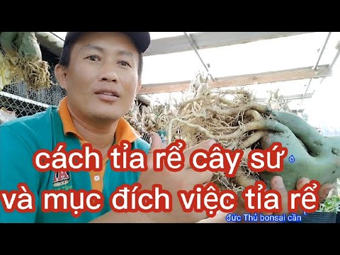 Video cách tĩa rể cây sứ và mục đích của tỉa rể @ĐỨC THỦ... - youtube