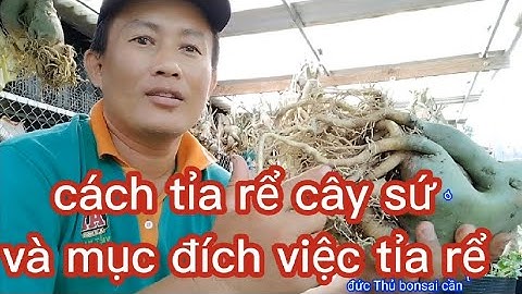 cách tĩa rể cây sứ và mục đích của tỉa rể @UCTHUBonsaiCanTho