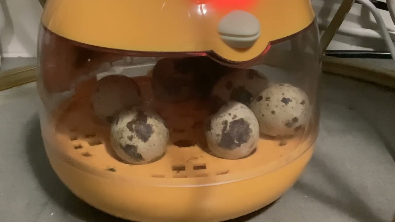 The quail was a newborn 