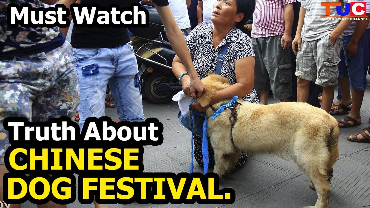 Truth About CHINESE DOG FESTIVAL Things You Should Know TUC YouTube