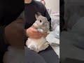 換毛期ダンス🐰