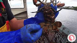 Ready Seafood Sustainability NEW