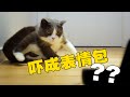 【喵来啦】家里突然出现“庞然大物”，猫咪被吓惨！|猫咪 搞笑动物 2020最搞笑