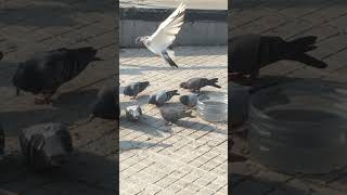 #slemani  #bxixomedia_in  #bangladesh  #nipal  #germany  #switzerland  #uk  #france