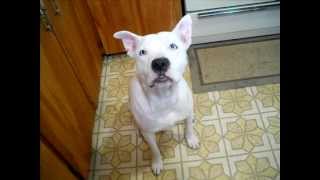 Cotton :) the scary pitbull! Deaf pitbull does tricks :) by Shanti Kriens 16,053 views 12 years ago 1 minute, 6 seconds