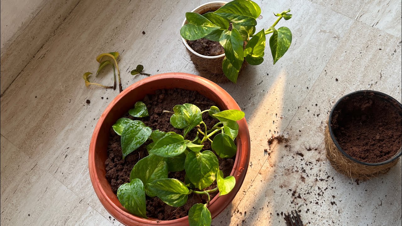 Transplanting a new plant | Potting 