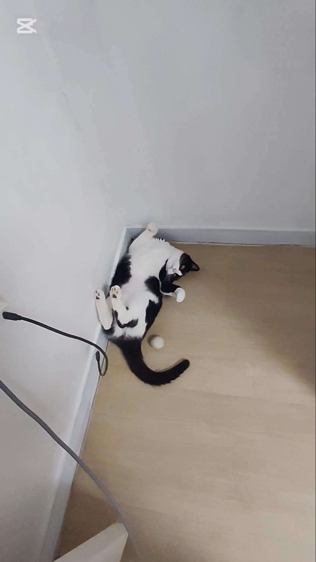 얍!얍!얍! 놀자~🐈‍⬛🤪 #냥춘기 #cat - YouTube