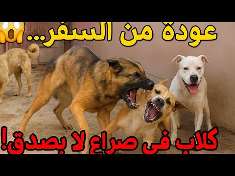 العودة من السفر لأجيد كلابي في حلة لاتصدق بعد غياب دام 15 يوم جميع أنواع كلاب الحراسة