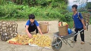 The daily life of an orphan boy goes to the forest to pick fruit and catch ducks to sell