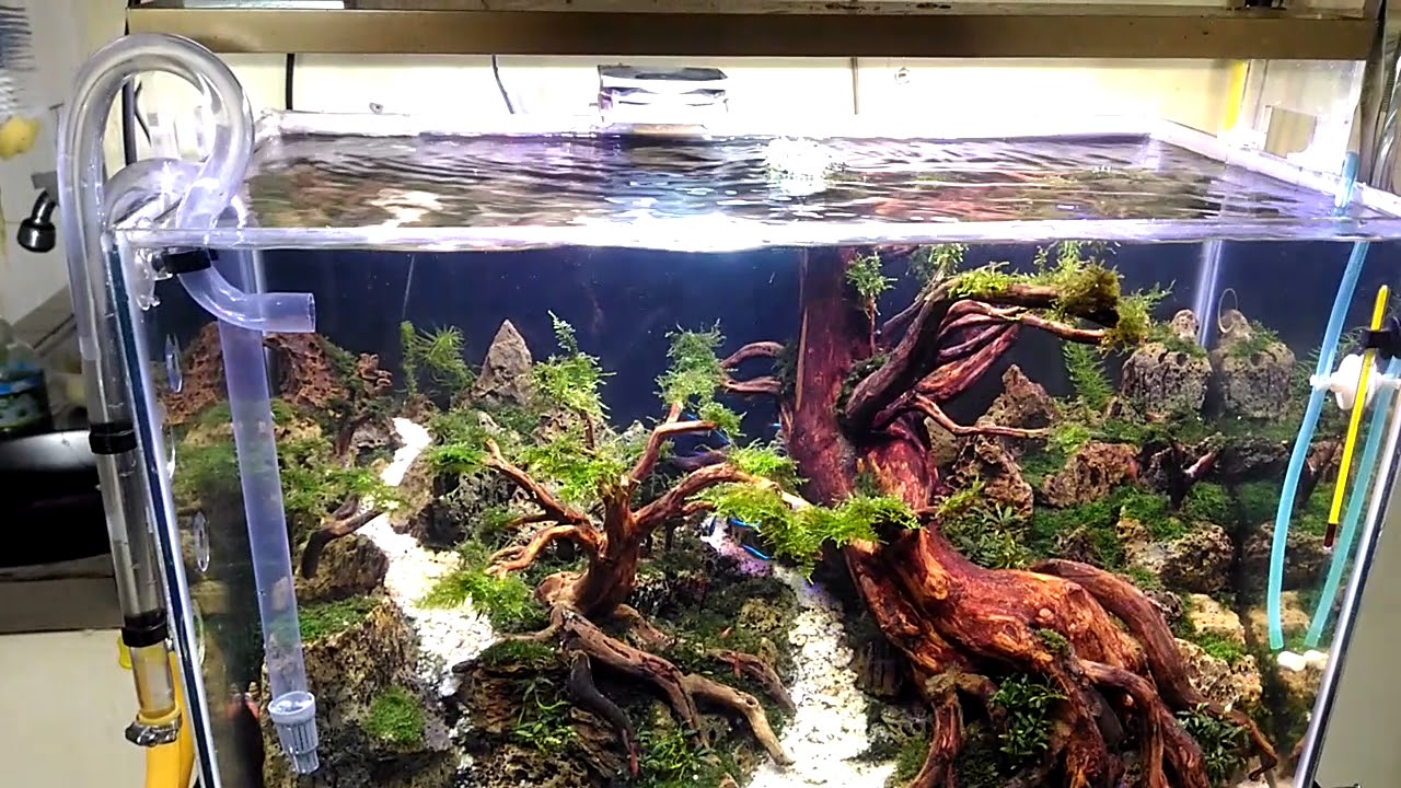 DIY Canister 70cm dengan resun 2500 aquascape - YouTube