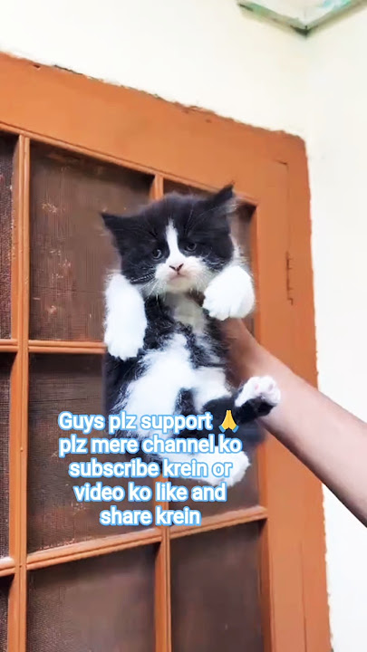 Cat Persian  at reasonable price #youtubeshorts #kitten #youtubevideos #ytshorts #viral #youtube