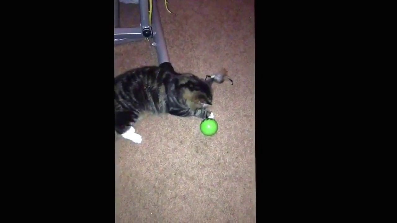 smarty cat feather whirl