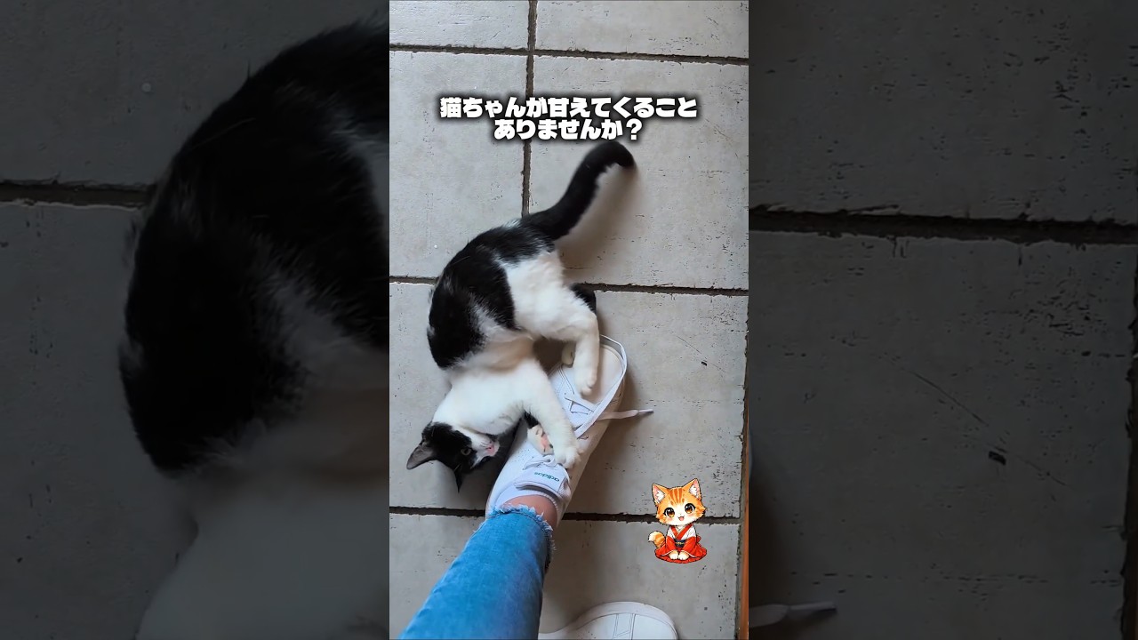 忙しいときに限って猫が甘えてくる理由#猫スピリチュアル #スピリチュアル #猫のいる暮らし #ねこ #開運