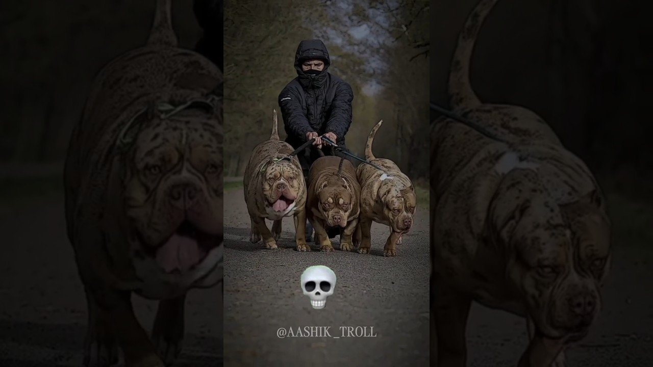 Pitbull Can't be Scary 💀