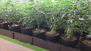 True North SeedBank Review