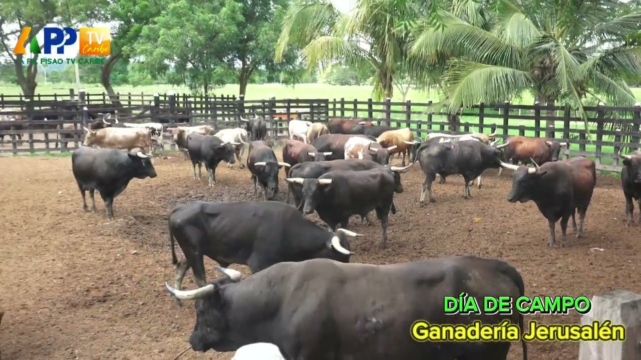 DÍA DE CAMPO EN LA GANADERÍA JERUSALÉN