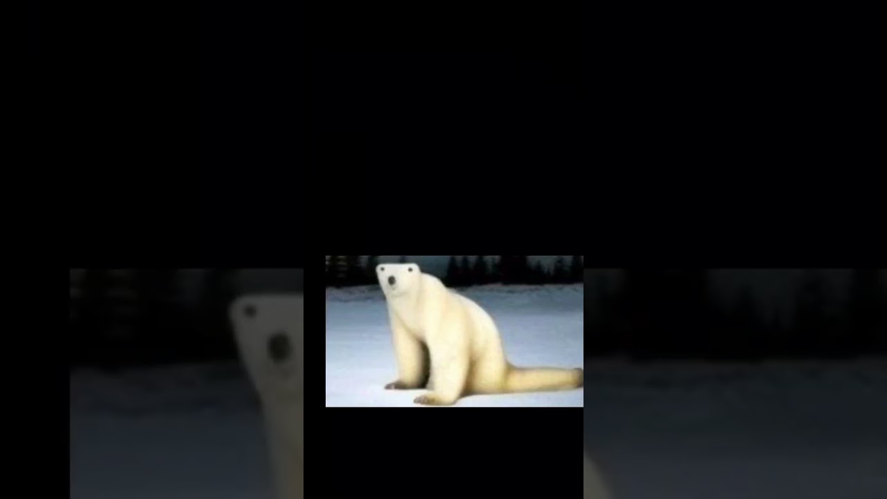 2026 Russian polar bear??!!!??? 🤯🤯🤯🤯🤯🤯🤯😭😭🔥🔥👹