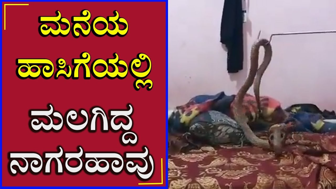 Snake | ಮನೆಯ ಹಾಸಿಗೆಯಲ್ಲಿ ಮಲಗಿದ್ದ ನಾಗರಹಾವು | Snake sham | Mysure | Etvnews