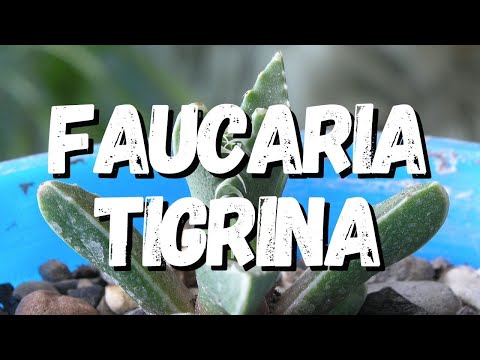 Vídeo: Tipos E Cultivo De Faucárias (Faucaria) Dentro De Casa