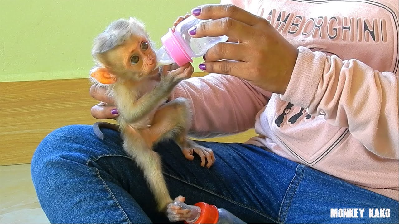 Baby Monkey, Mother Take Care And Feed Orphan Baby Drinking Milk First Time