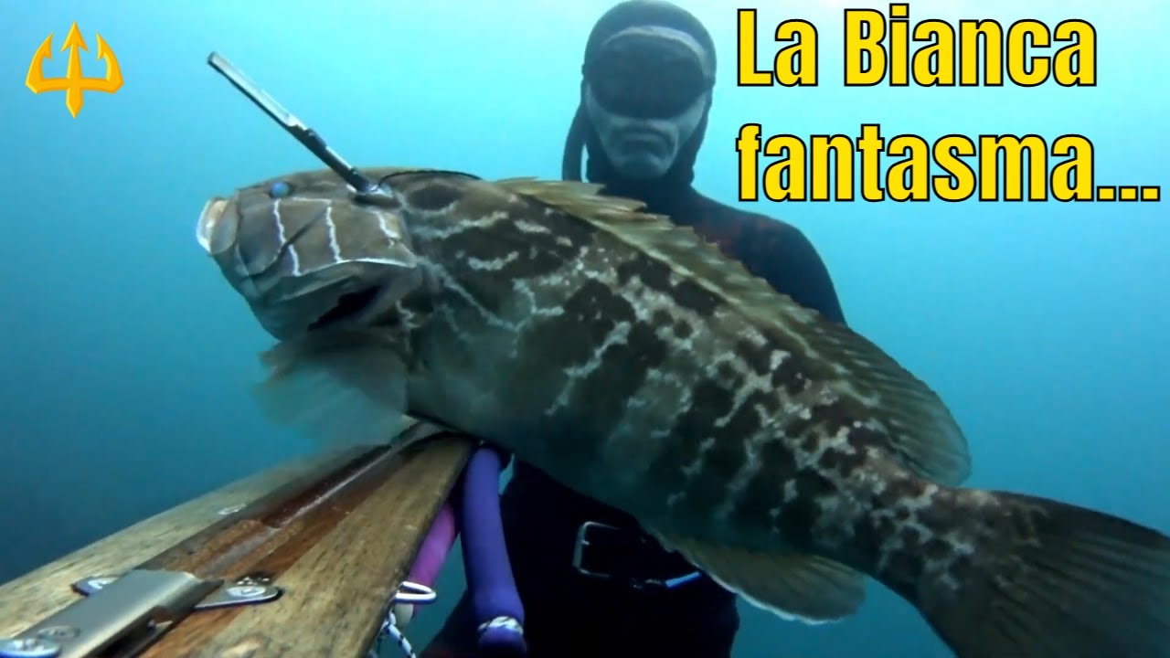 Pesca sub   :   🔱   La bianca fantasma. ( Spearfishing Sardegna)