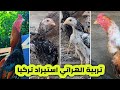 تربية الدجاج الهراتي وانتاج افراخ قوية    نجومي