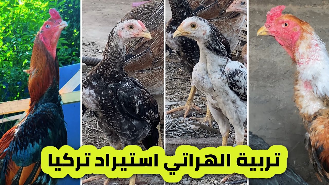 تربية الدجاج الهراتي وانتاج افراخ قوية 💪🏼