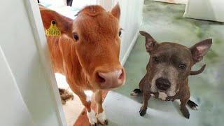 ¡Prepárate para no parar de reír! Los perros traen a un nuevo amigo a casa #2 by Zona de Confort TV 5,809 views 3 weeks ago 9 minutes, 9 seconds