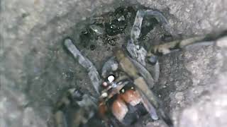 Nests Of G. Vultosa, Femle And Male