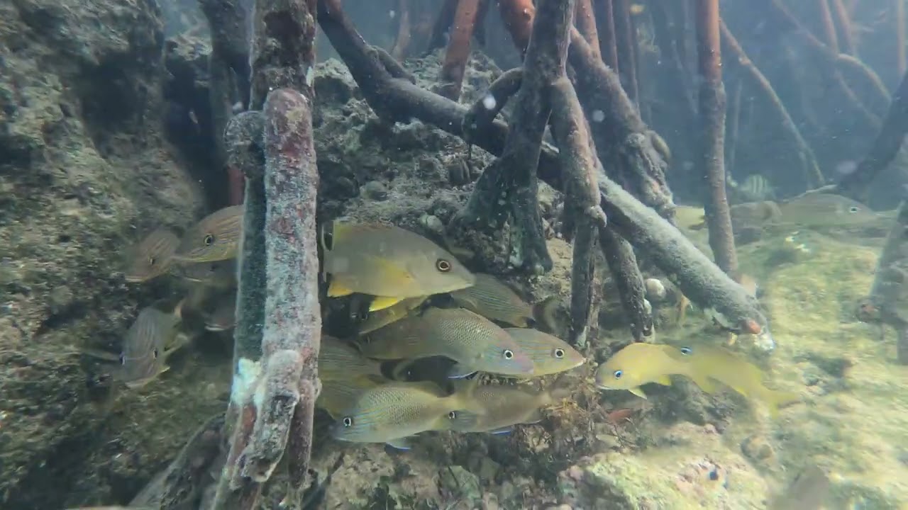 Snorkeling in Bahia Honda State Park, Florida YouTube