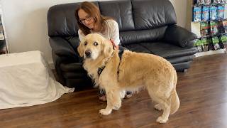 Scared Golden Retriever’s Vet Reaction Is Too Funny