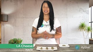LA Cheese | Strain Review