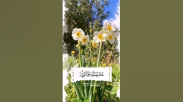 سعد الغامدي - سورة الاحزاب