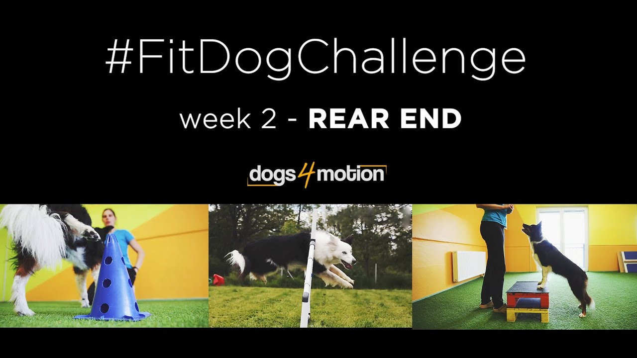 𝐓𝐡𝐞 𝐝𝐨𝐠'𝐬 𝐫𝐞𝐚𝐫 𝐞𝐧𝐝: Its role in activities and dog fitness exercises for strengthening