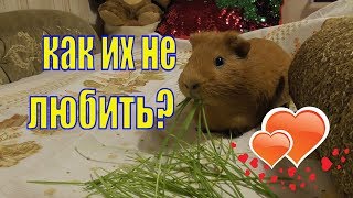 Морские свинки/ С ними всегда весело Морские свинки/ С ними всегда весело