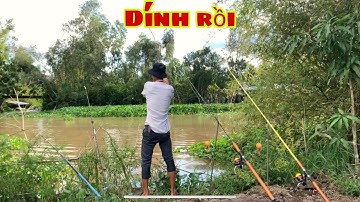 Câu Cá Tra Sông - Câu Ở Sông Huyền Thoại Sẽ Không Móm | Fishing - Miền Tây