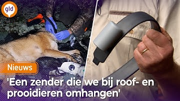 WERELDPRIMEUR: WOLF, prooidieren en mensen krijgen ZENDER in uniek onderzoek