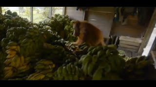 Hungry Orangutan Turns to Crime to Fuel His Food Addiction screenshot 3