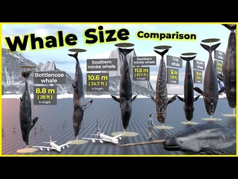 Video: White and blue whales: sizes. The largest whale: dimensions
