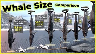 Biggest Whales in the world 🐋 | Blue Whales | Monster Whales screenshot 5