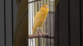 Download Lagu Pancingan Kenari Macet MP3