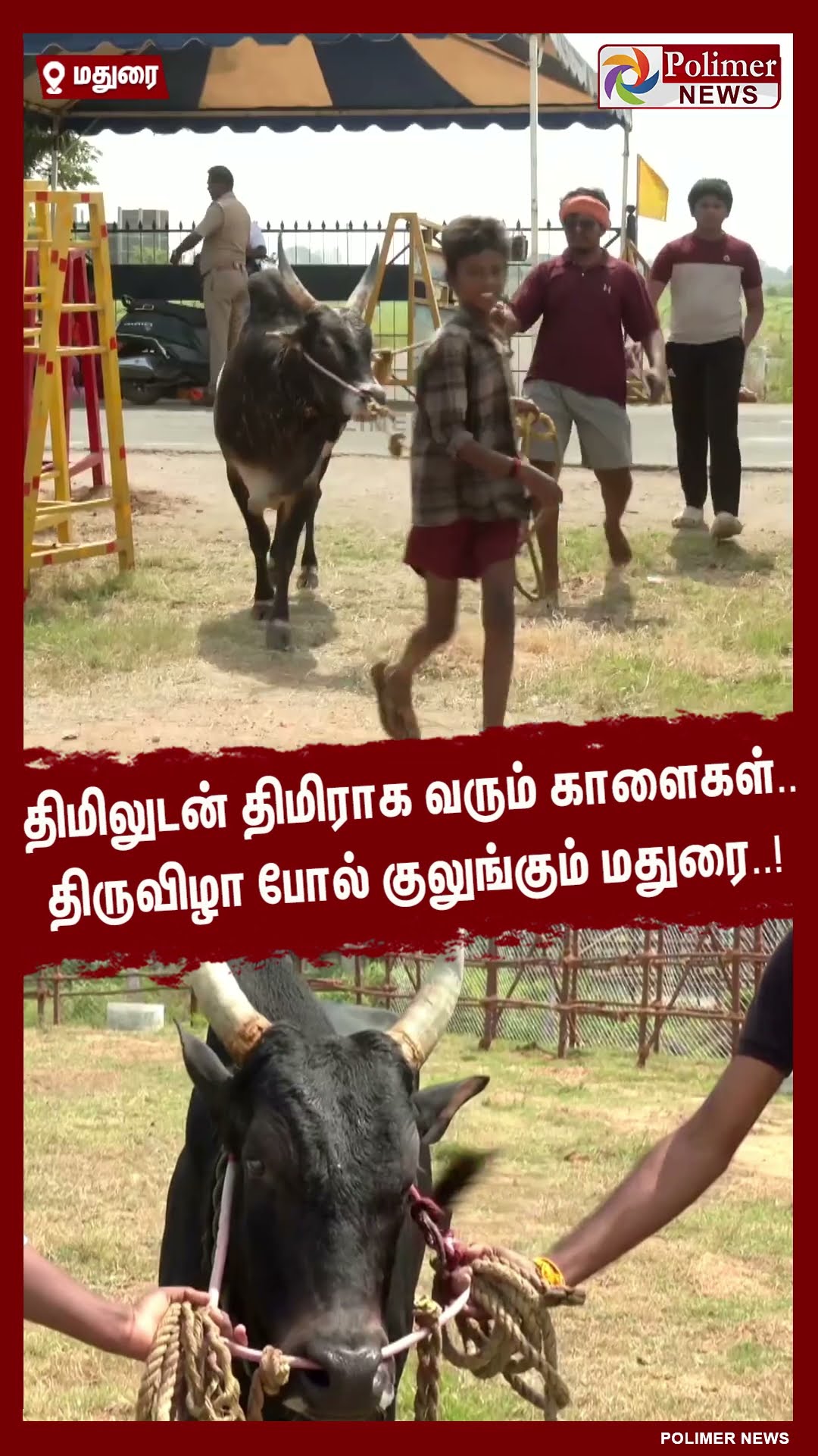 திமிலுடன் திமிராக வரும் காளைகள்..திருவிழா போல் குலுங்கும் மதுரை..! #shorts