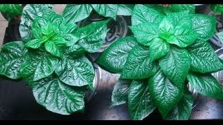 Pepper Plant Care/Tips