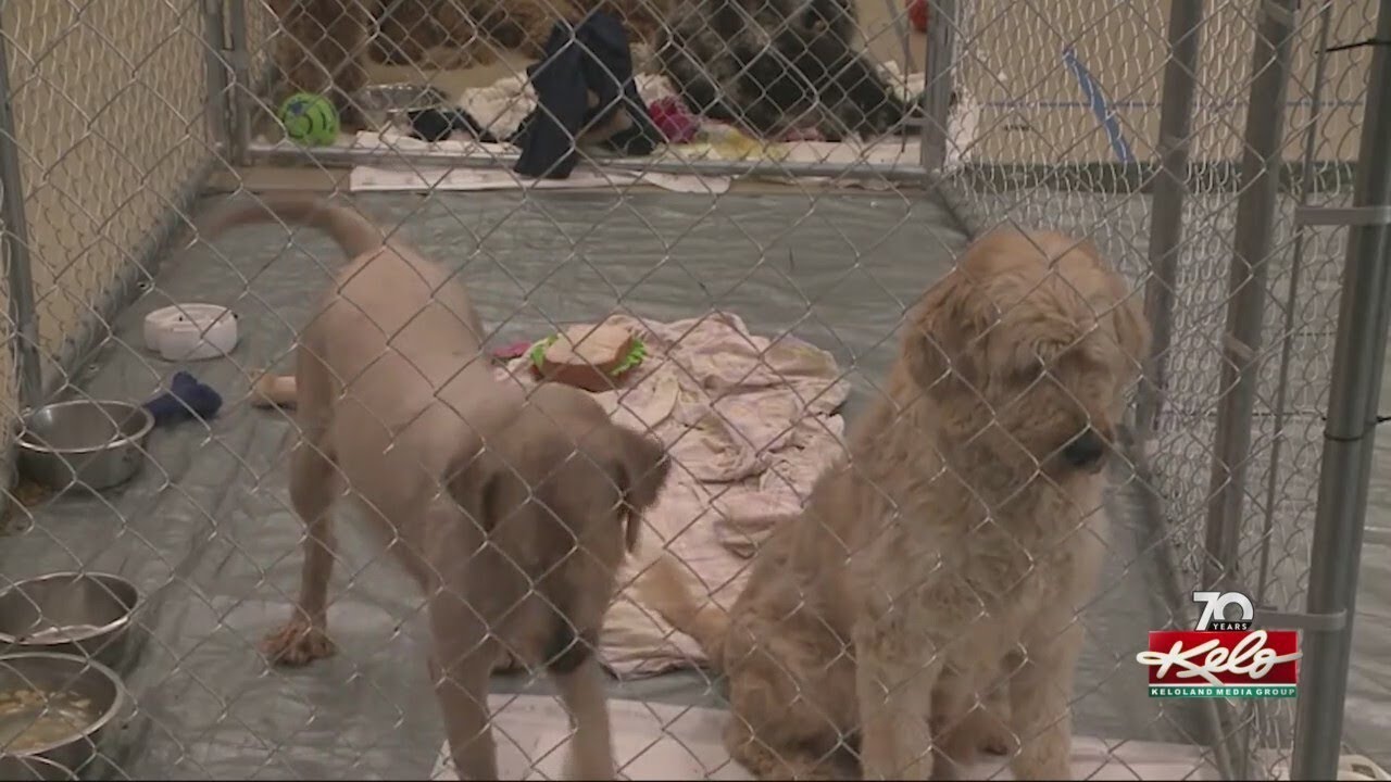 ARL overwhelmed with nearly 100 dogs rescued from Boone County - YouTube