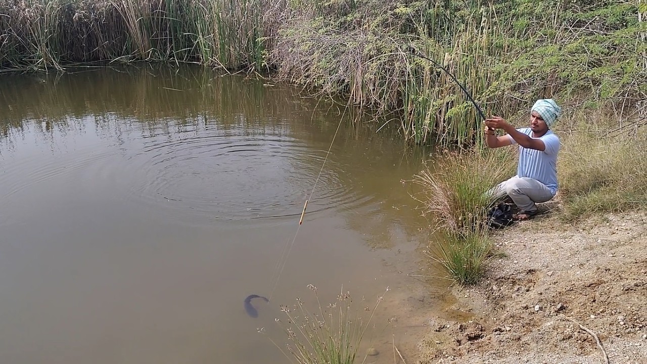 The Science Behind Baam&tilapia And Cat Fishing Best Fishing Video In Village Streem By Trending Boy