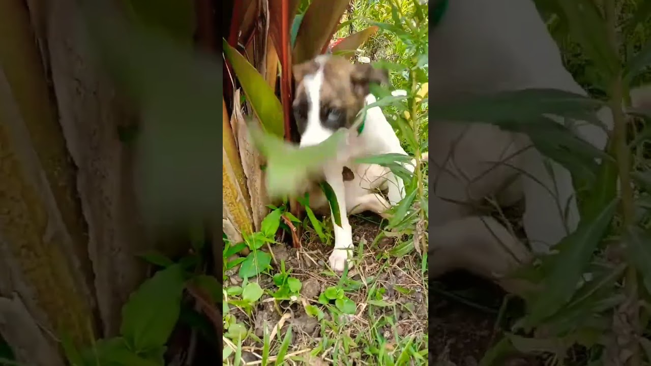 Aspin is the best 😘😅 